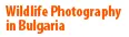 Landscape, Wildlife and Travel Photography by Emil Enchev
