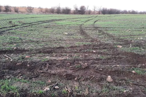 Damaged field by poachers