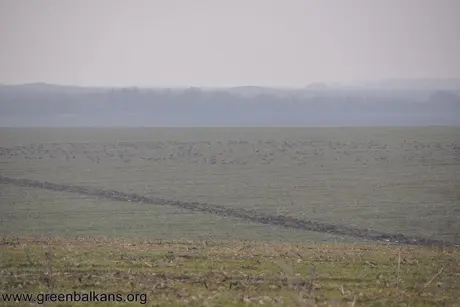 Пасящи ята гъси