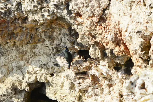 Качулат корморан (Phalacrocorax aristotelis) – на скалите до с. Тюленово още в началото на февруари подготовката за гнездовия сезон беше в разгара си