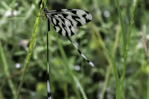 4-th prize, Irena Cvetanova, Nemoptera sinuata Struma river Kresna gorge