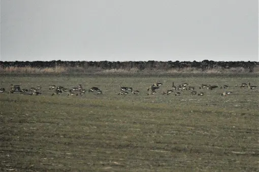 Смесено ято от червеногуши гъски (Branta ruficollis) и големи белочели гъски (Anser albifrons)
