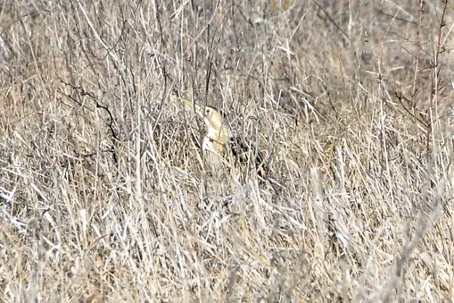 Eurasian bittern