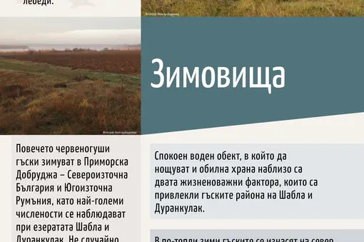 Изложбено табло за зимните местообитания на вида