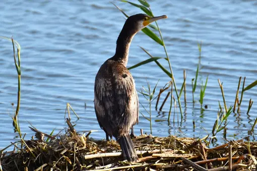 Pygmy cormorant in Durankulak