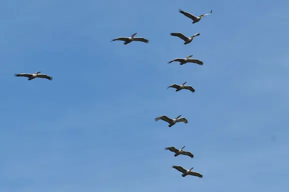 Dalmatian pelican 