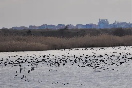 Pomorie lake