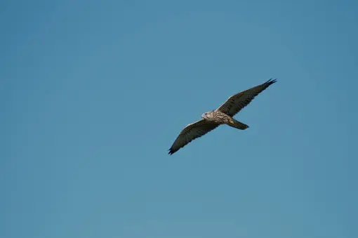 Saker falcon; Photo: Lyubomir Andreev