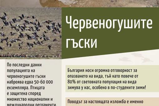 Изложбено табло с обща информация за вида
