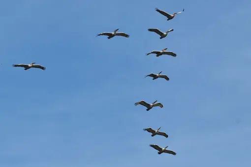 Dalmatian pelicans near Durankulak