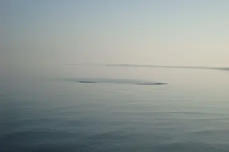 Ята водолюбиви птици в езерото Дуранкулак