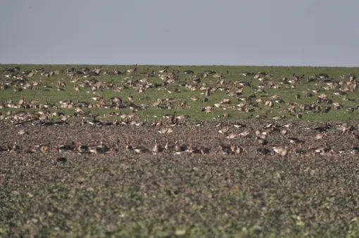 Смесена  група с червеногуши гъски (Branta ruficollis)