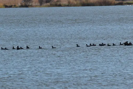 Coots in Durankulak 
