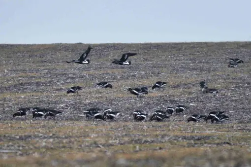 Червеногуши гъски (Branta ruficollis)