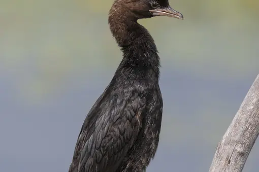 Pygmy Cormorant, photo of Ivaylo Zafirov