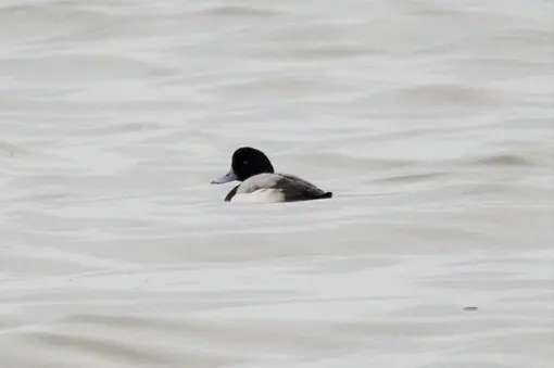 greater scaup