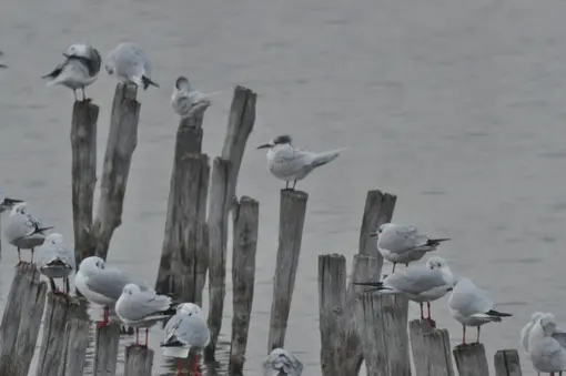 Sandwich tern (Thalasseus sandvicensis) at Pomorie lake