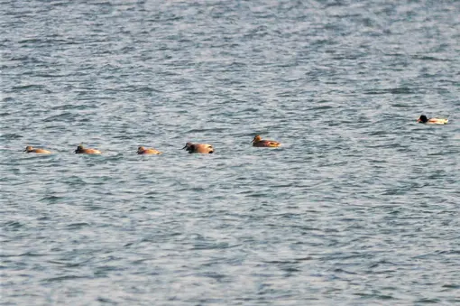 gadwall