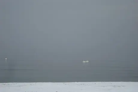 Бяло
