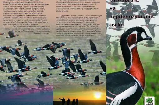 Лице на диплянката