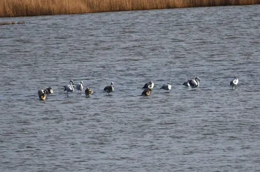 Flamingo in Shablenska Tuzla