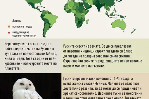 Изложбено табло с информация за гнездовищата на вида