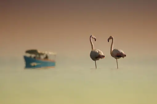 1-st prize - Minko Mihaylov, flamingos, lake Kerkini, Greece