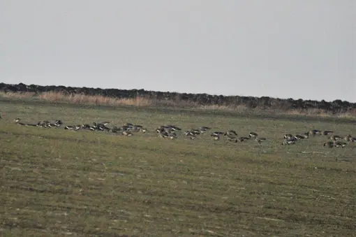 Смесено ято от червеногуши гъски (Branta ruficollis) и големи белочели гъски (Anser albifrons)