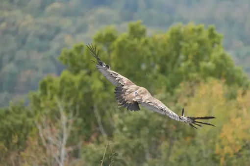 Griffon vulture with a transmitter; Photo: Cornel Cotorogea
