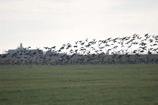 Смесена  група с червеногуши гъски (Branta ruficollis)