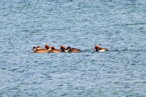 red-crested pochard