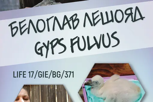 ***