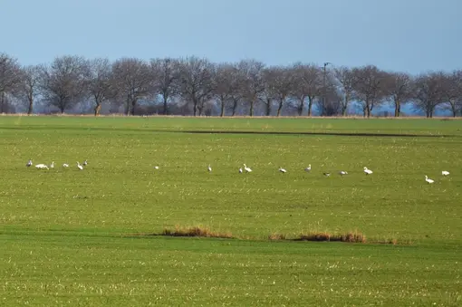 Whooper swans feeding in the fields