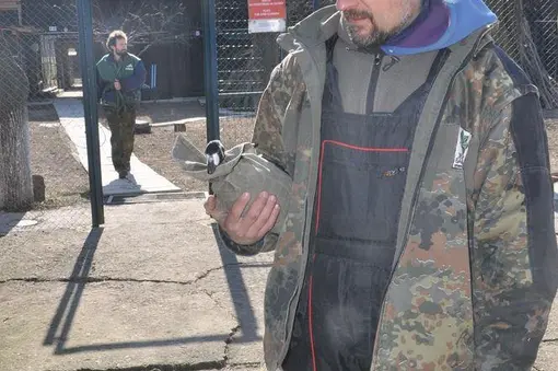 Подготовка на птицата...